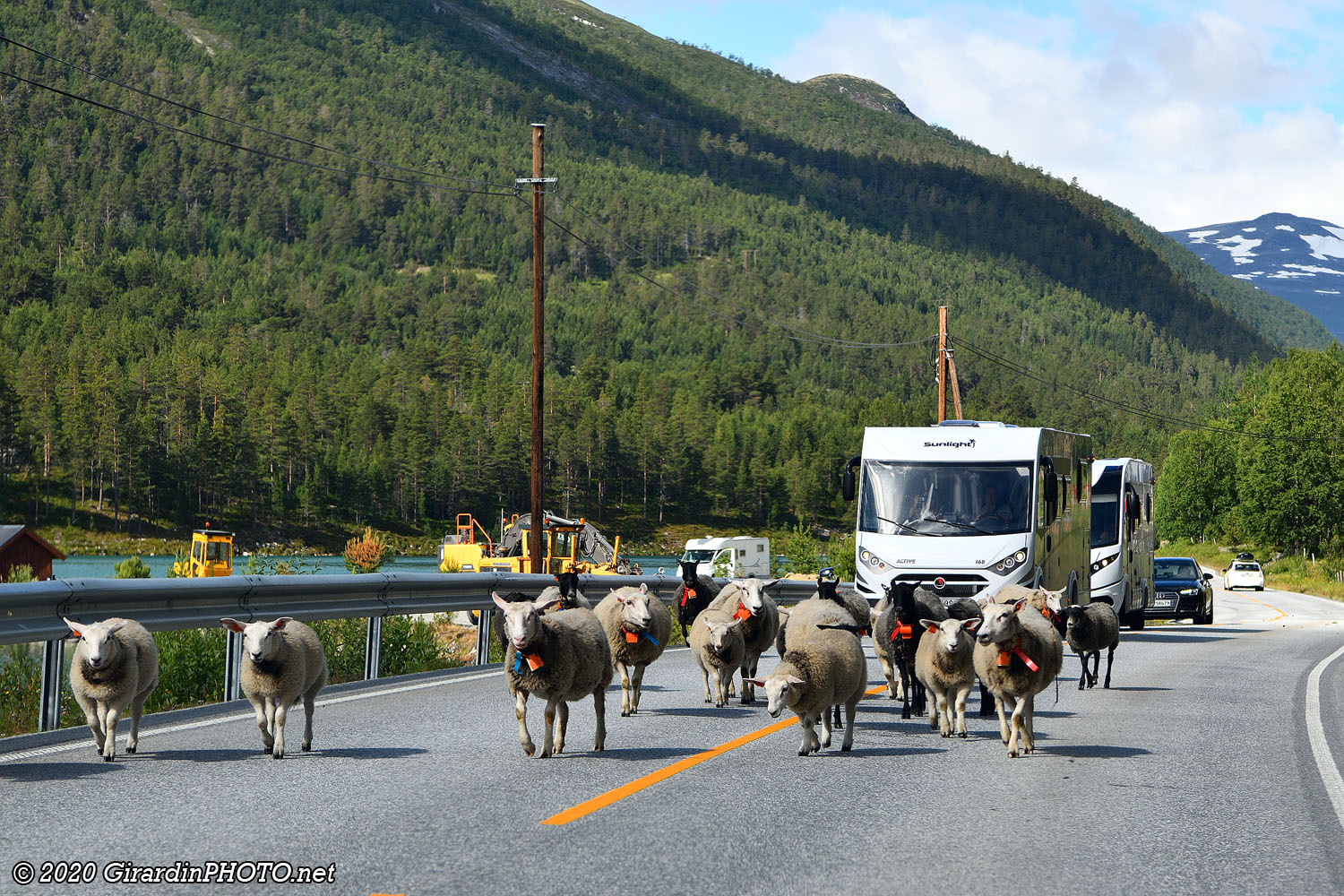 Attention moutons !
