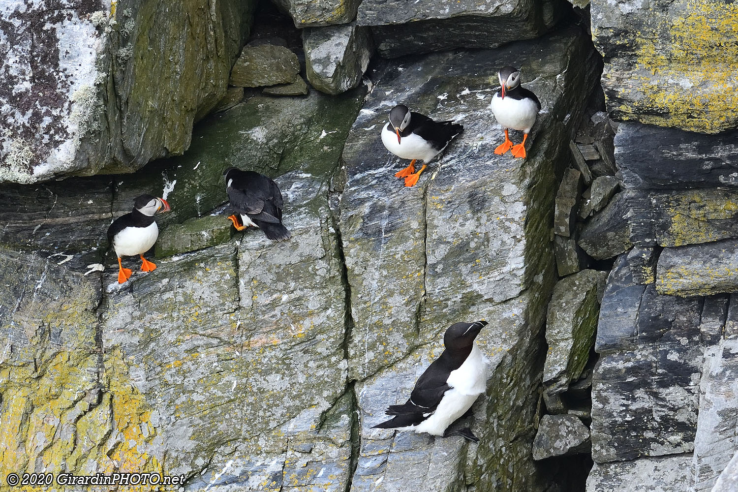 Macareux moines (Puffins) et petit pingouin (Razorbills)