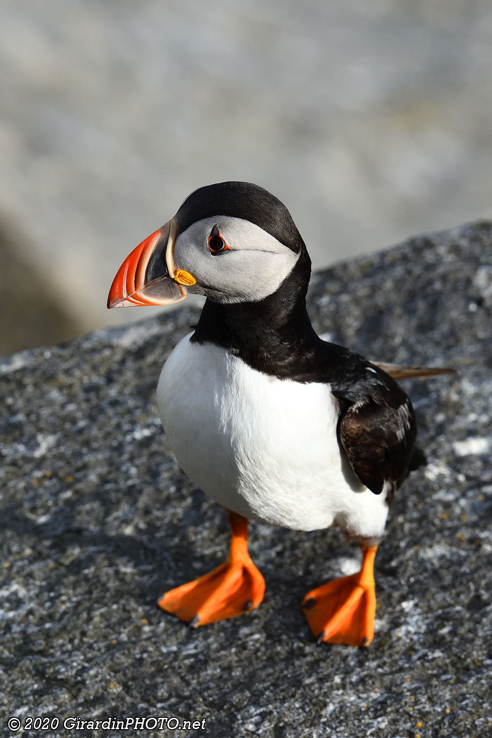 Macareux moines (Puffins)