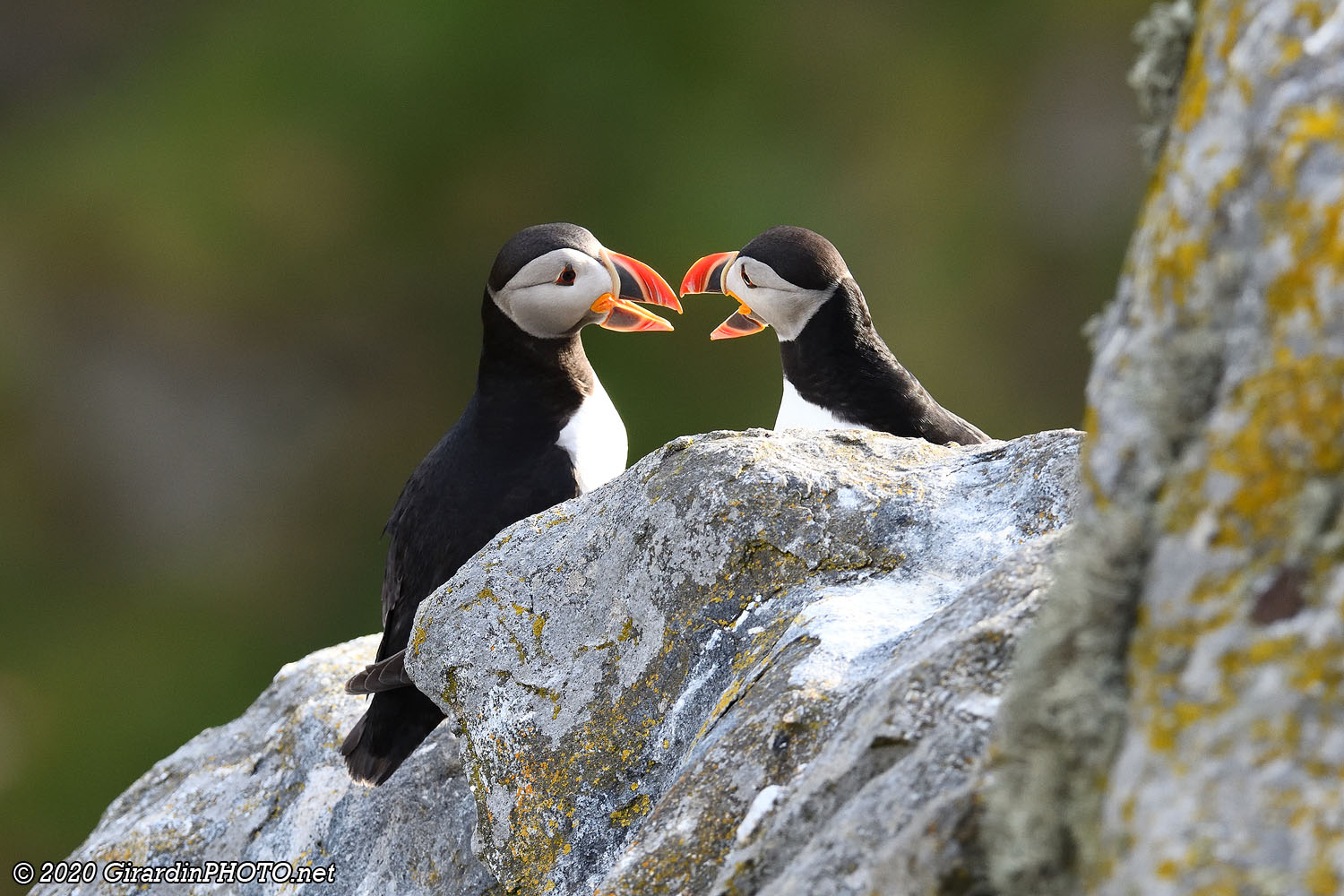 Macareux moines (Puffins)