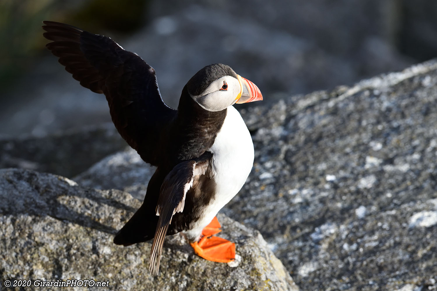 Macareux moines (Puffins)