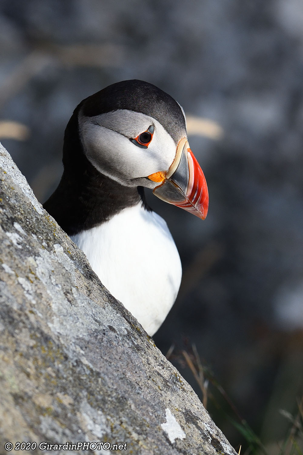 Macareux moines (Puffins)