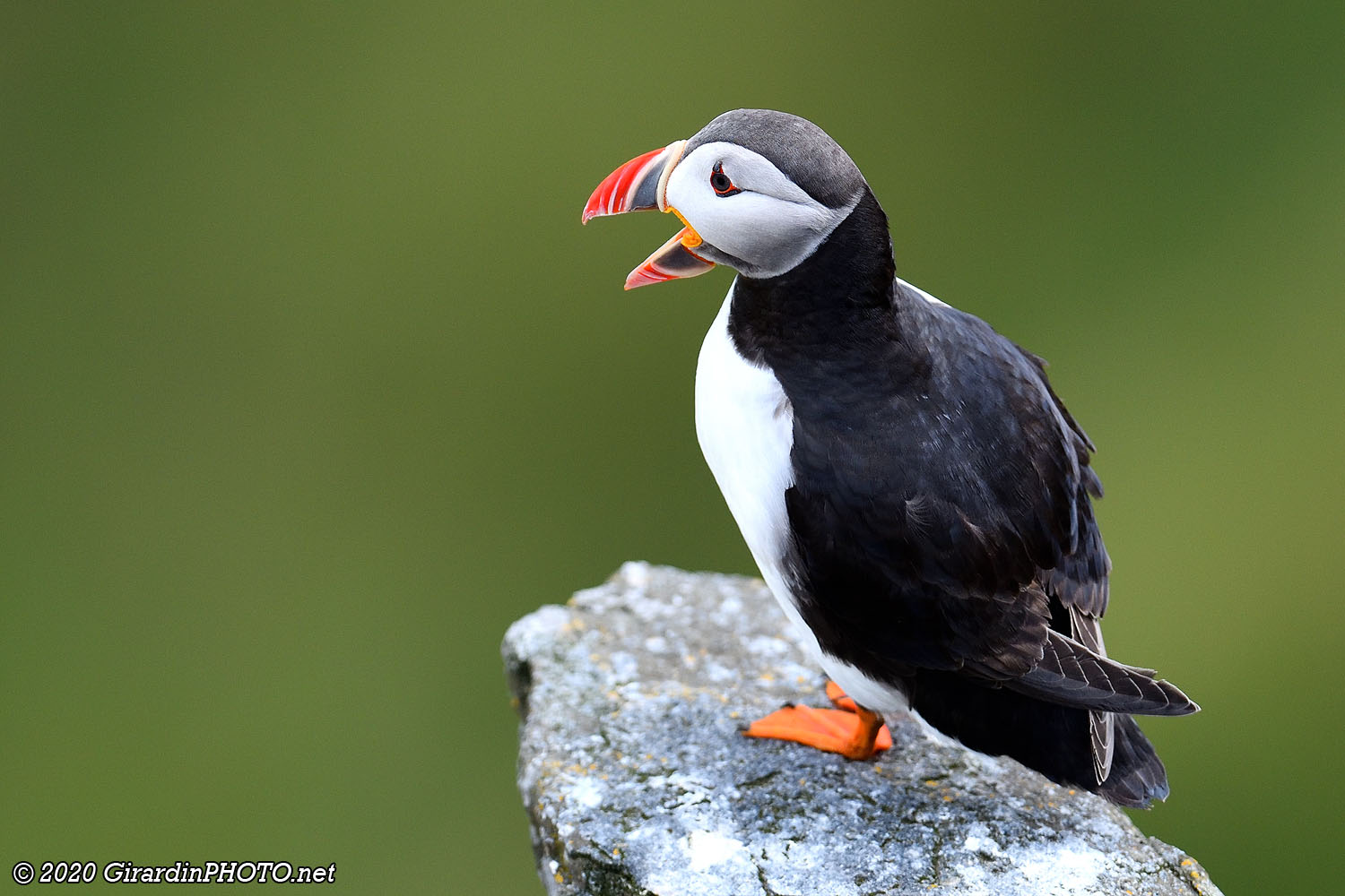 Macareux moines (Puffins)