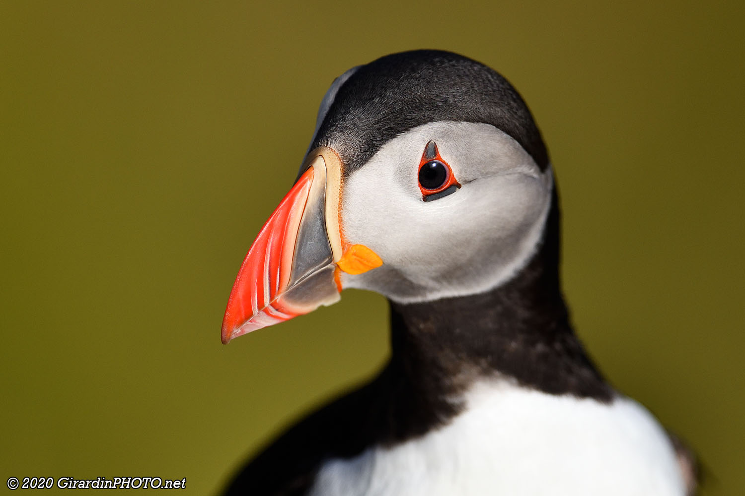 Macareux moines (Puffins)