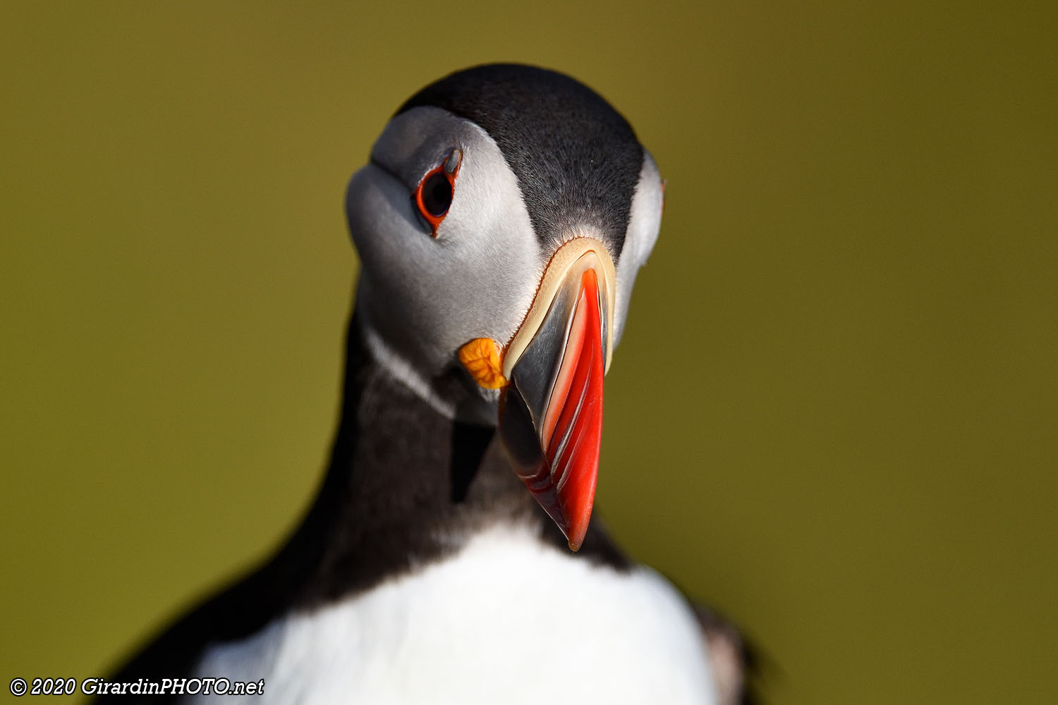 Macareux moines (Puffins)