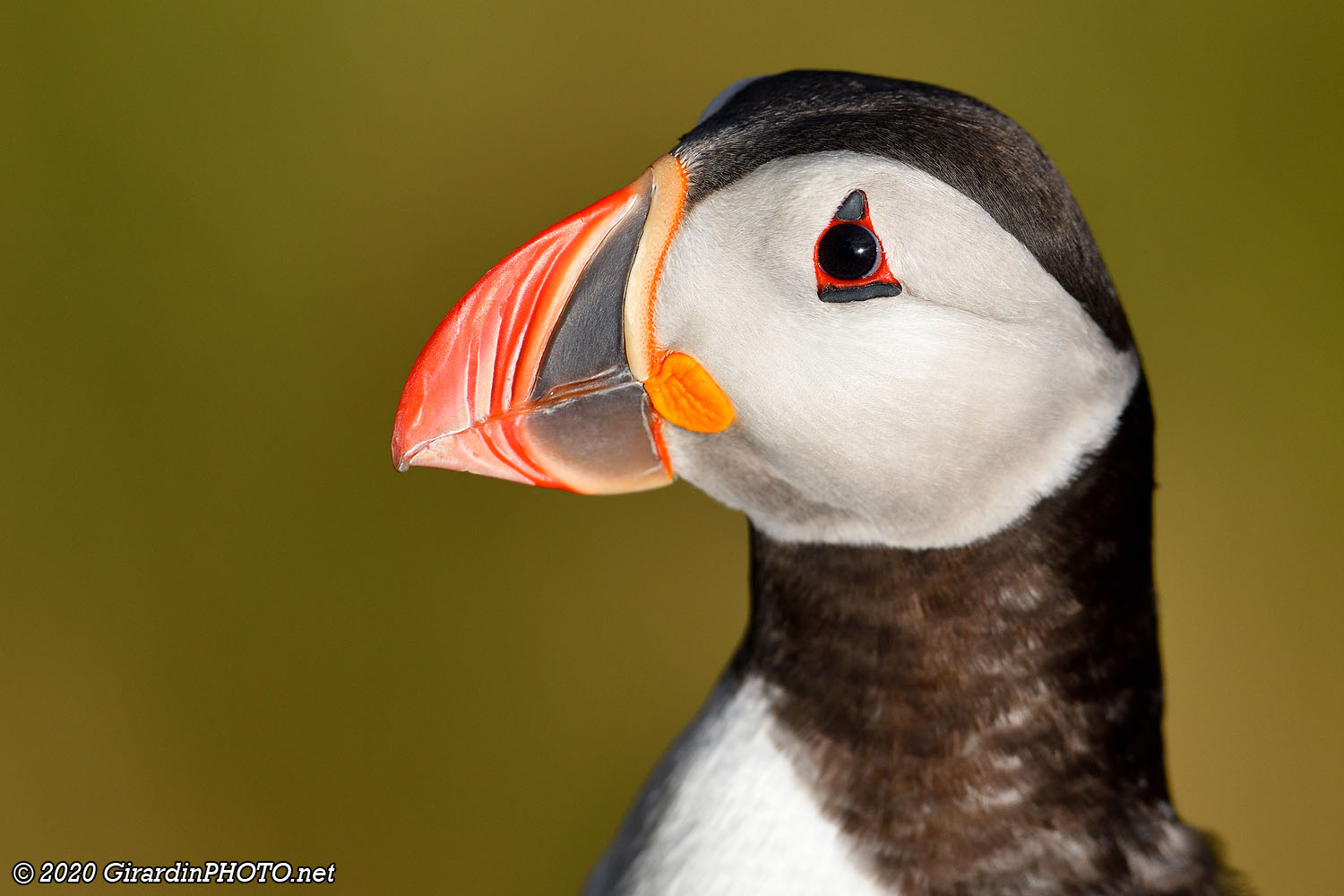 Macareux moines (Puffins)