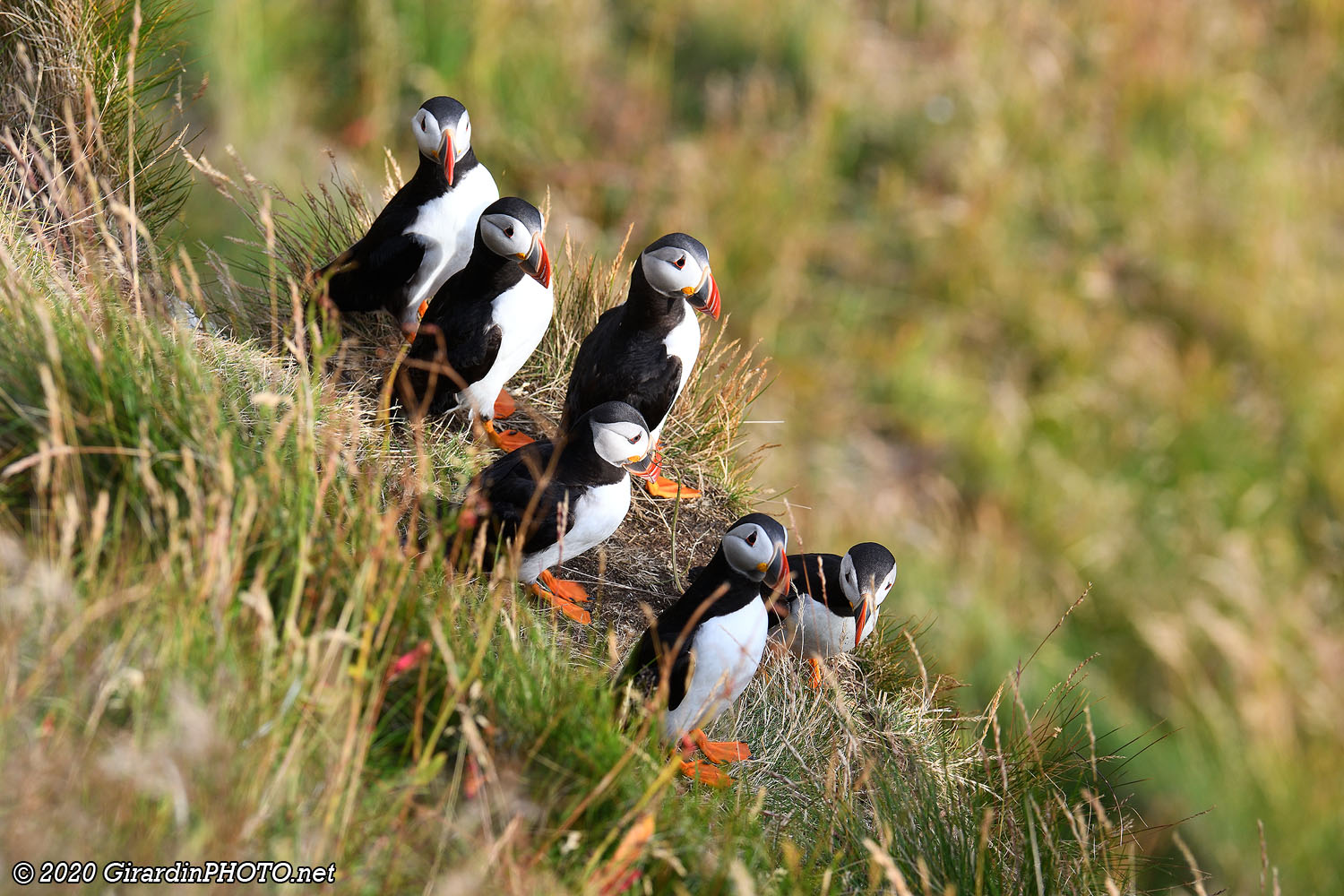 Macareux moines (Puffins)
