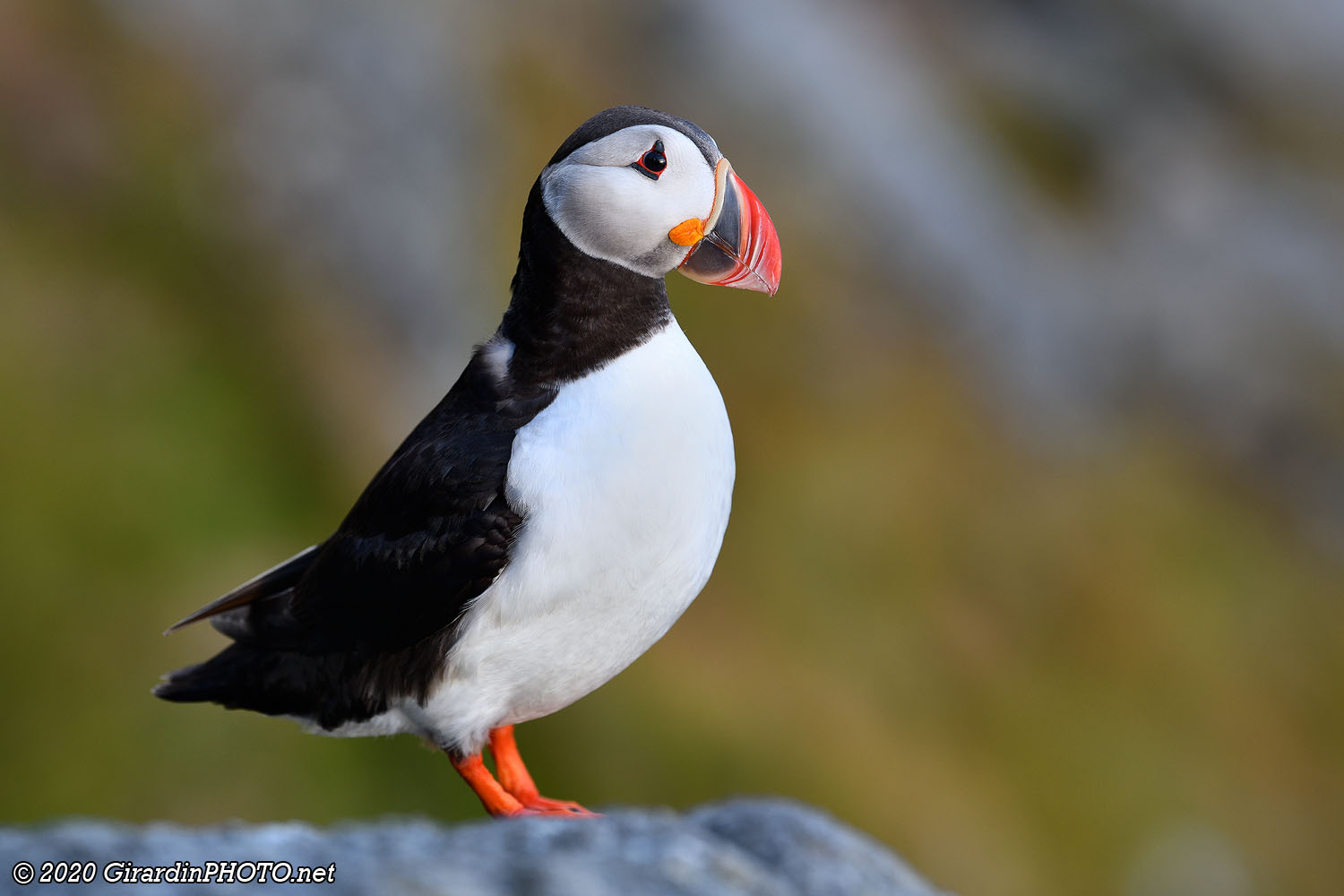 Macareux moines (Puffins)