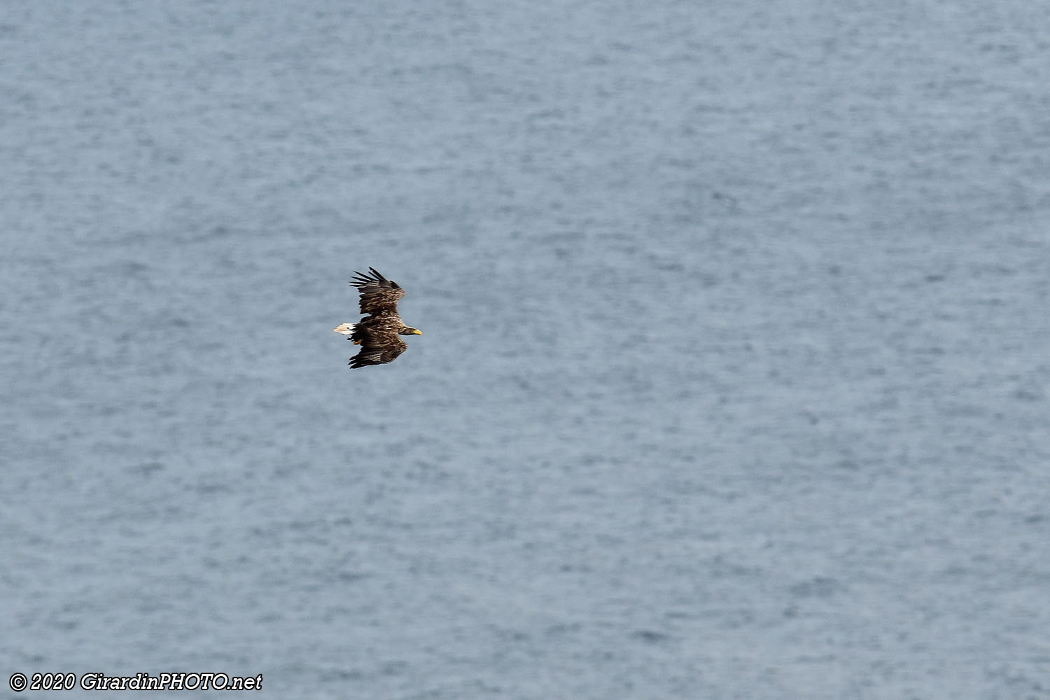 Pygargue à queue blanche (White-tailed eagle)