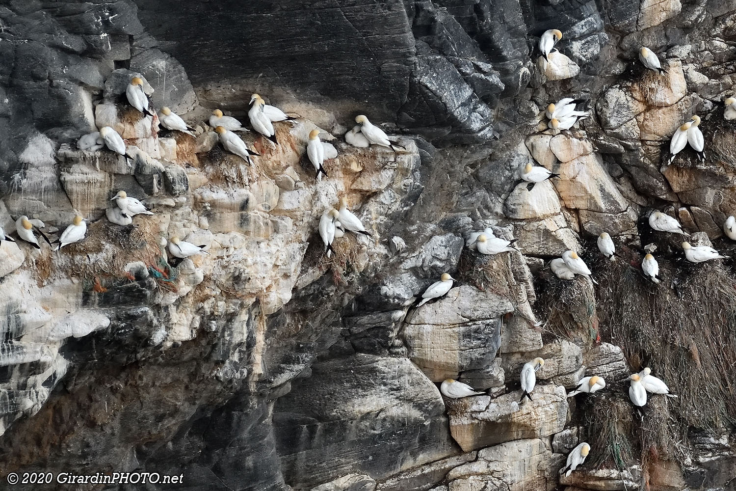 Fous de Bassan (Northern gannet)