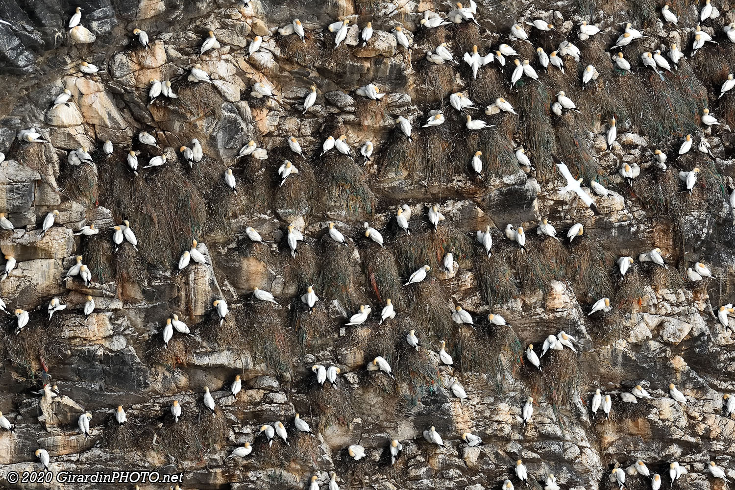 Fous de Bassan (Northern gannet)
