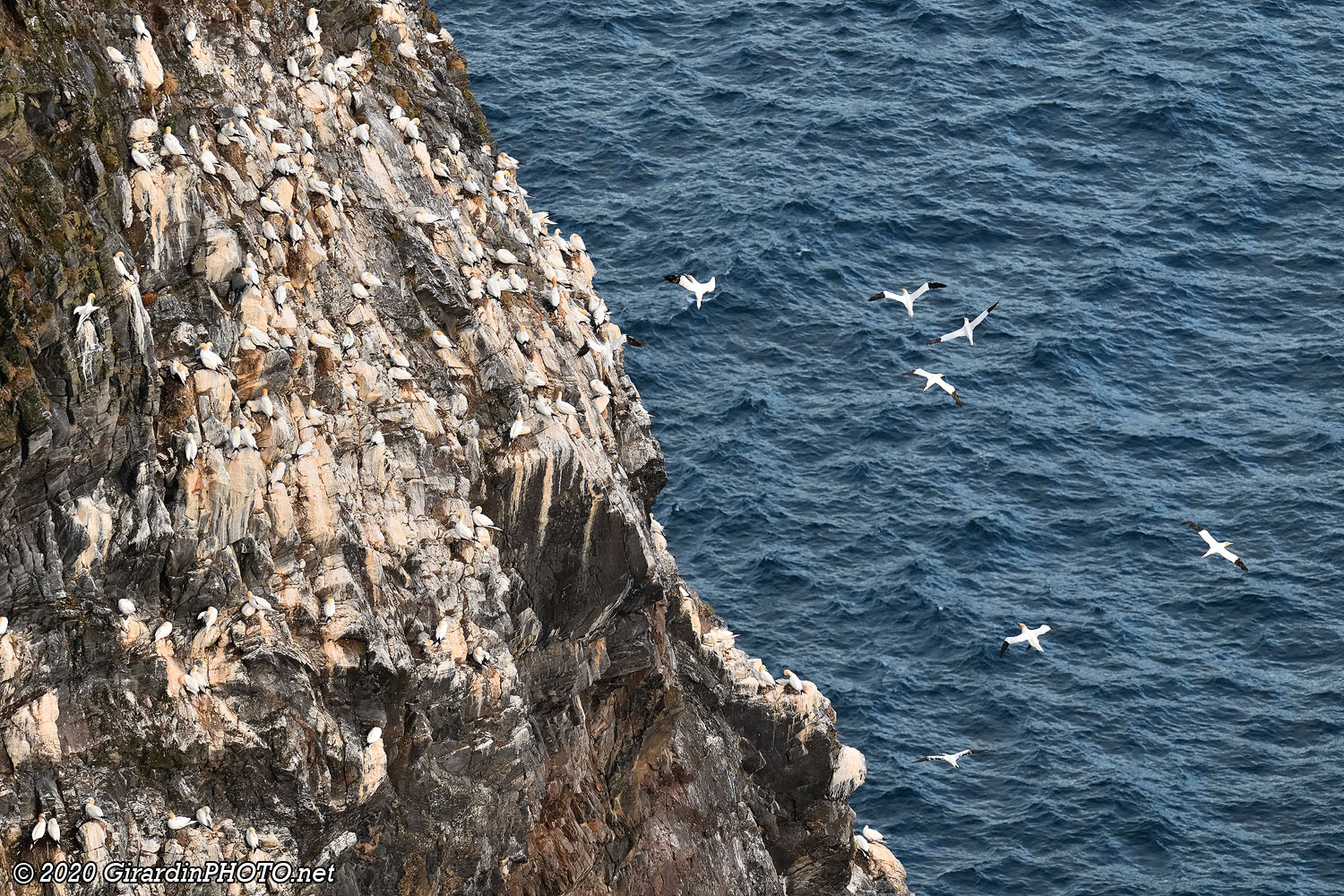 Fous de Bassan (Northern gannet)