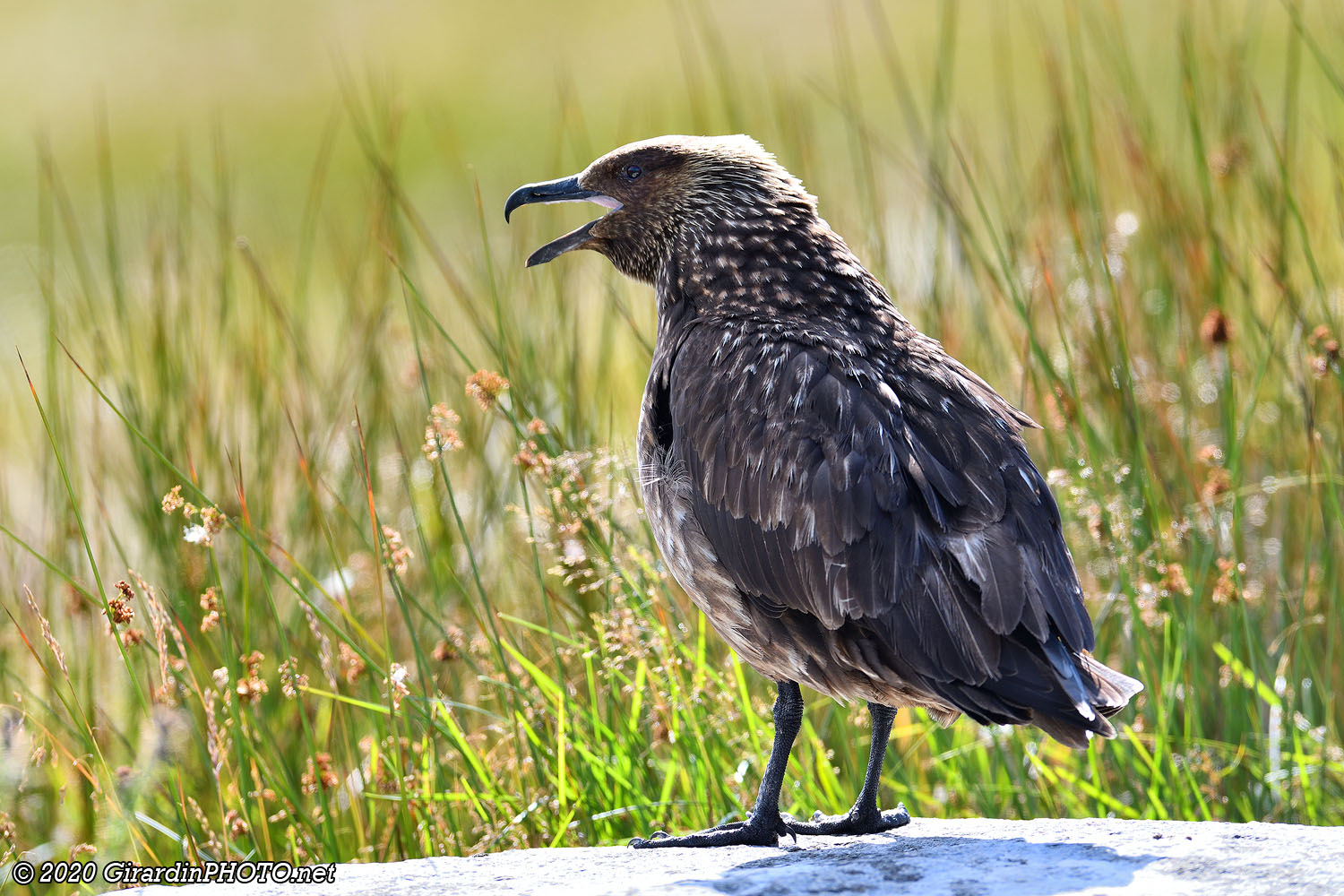 Grand labbe (Grant skuas)