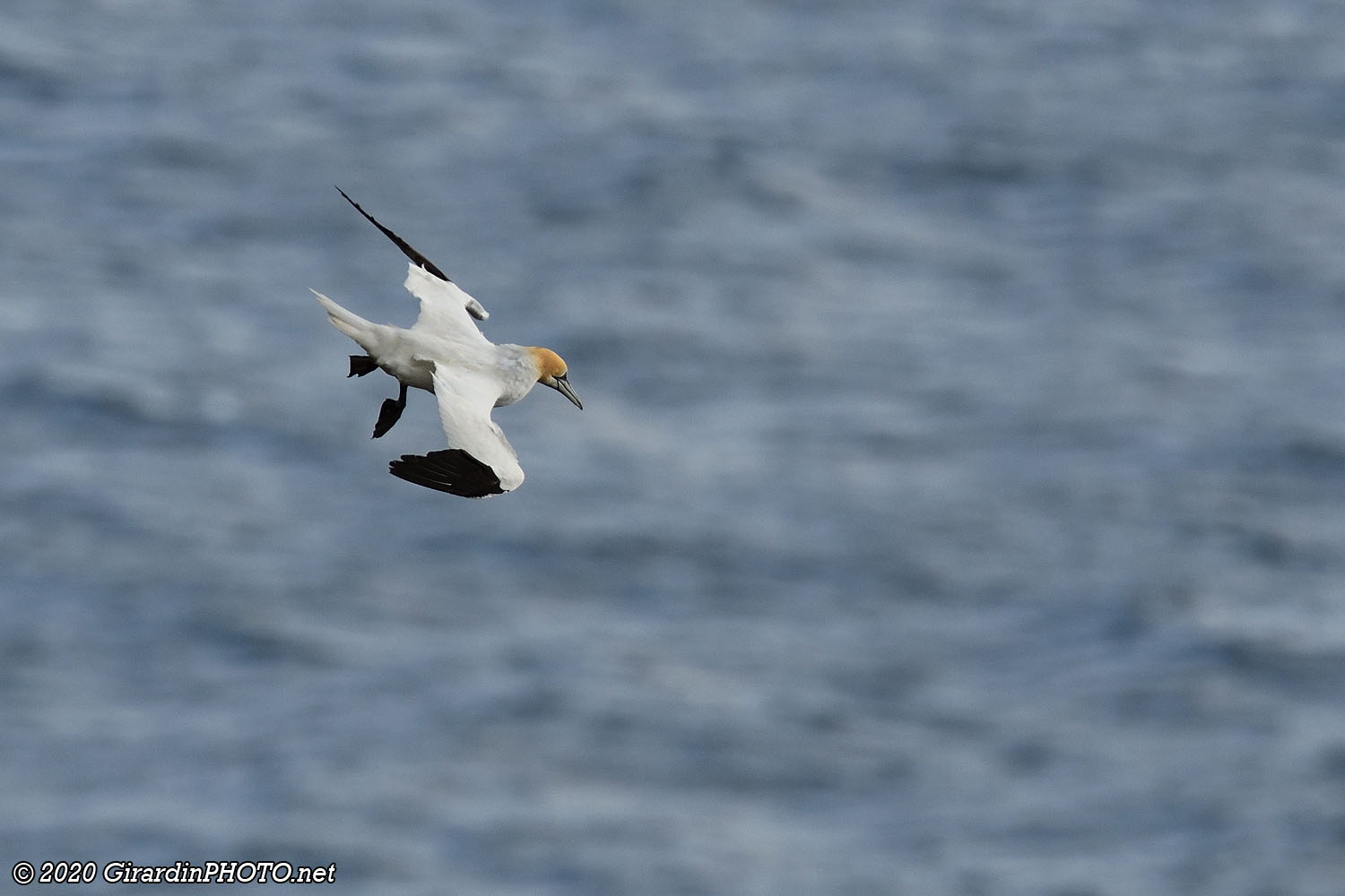 Fous de Bassan en vol