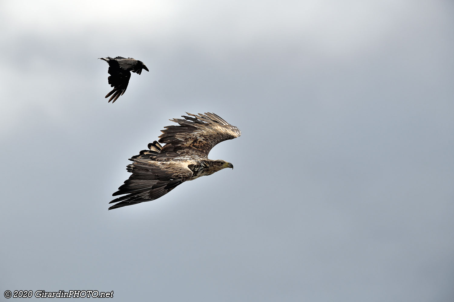 Jeune pygargue à queue blanche pourchassé par un corbeau