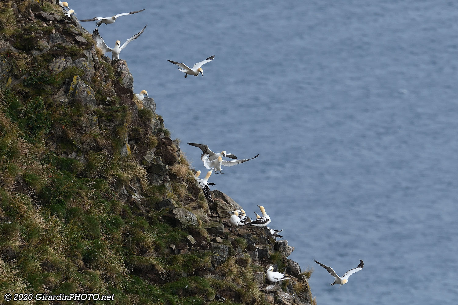 Fous de Bassan (Northern gannet)