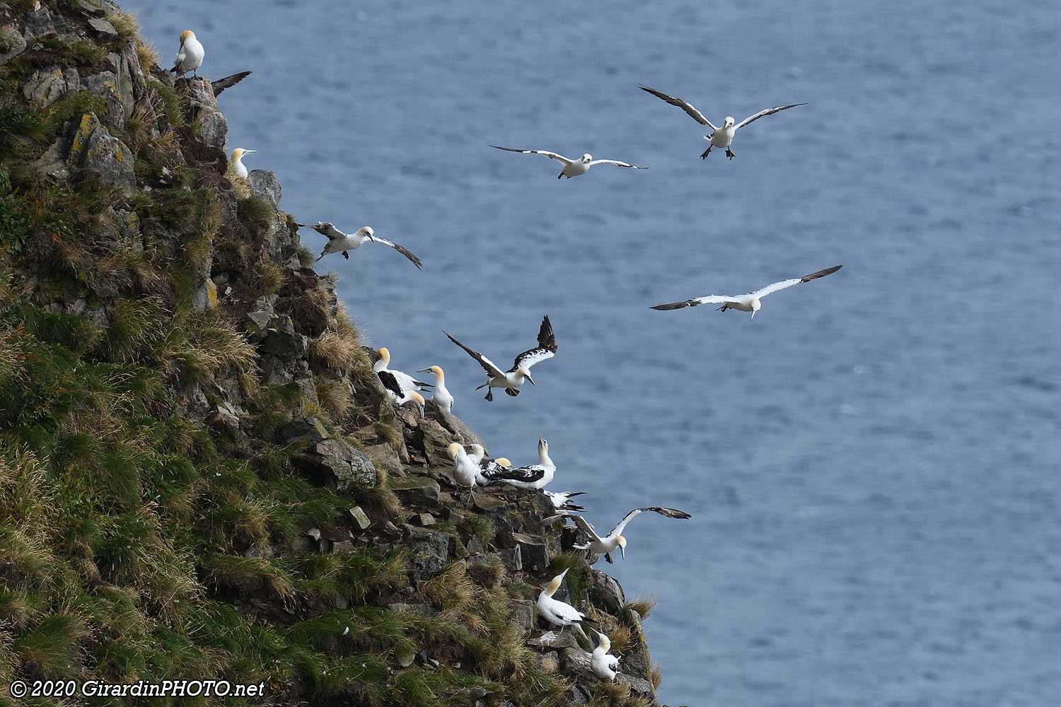 Fous de Bassan (Northern gannet)