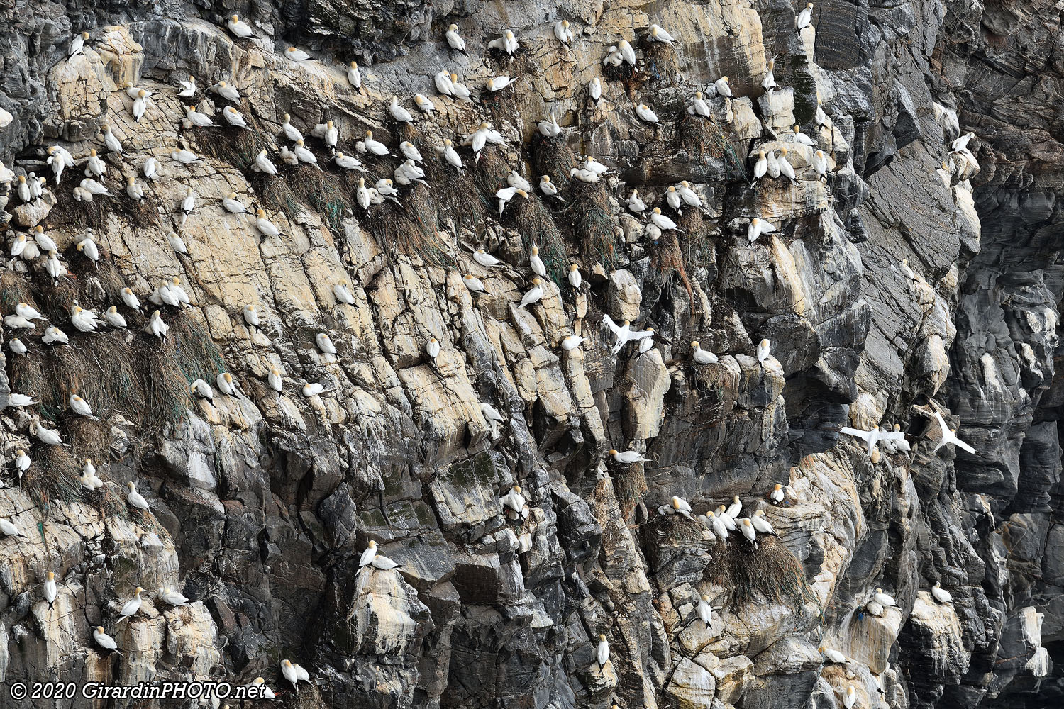 Fous de Bassan (Northern gannet)
