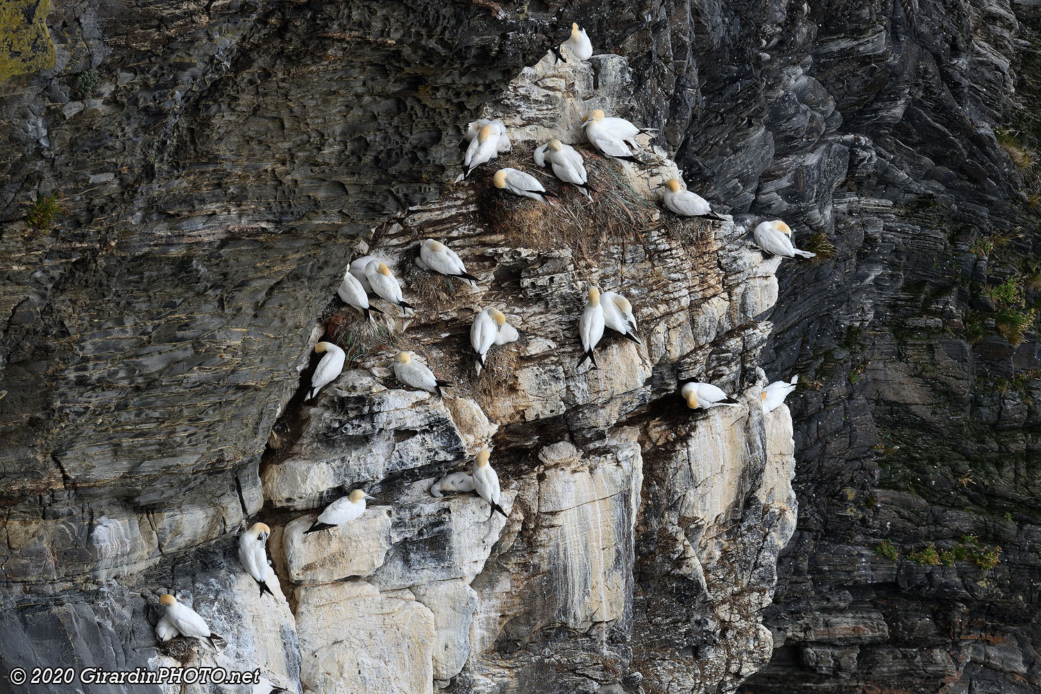 Fous de Bassan (Northern gannet)