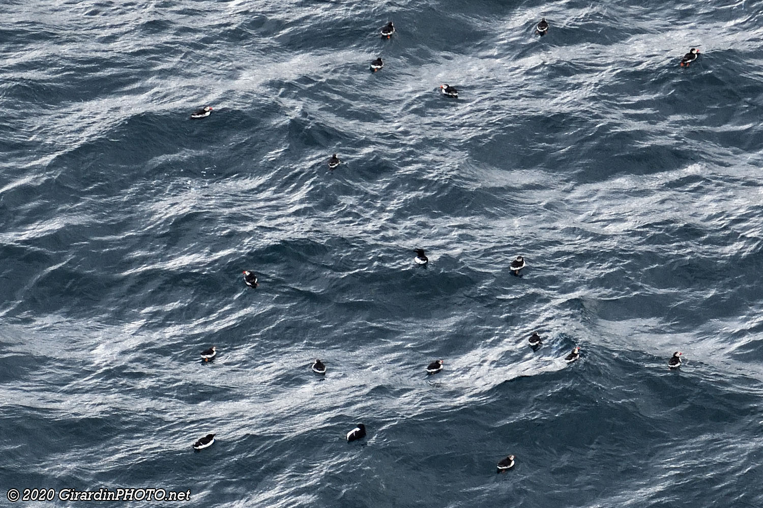 Les macareux se réunissent en mer