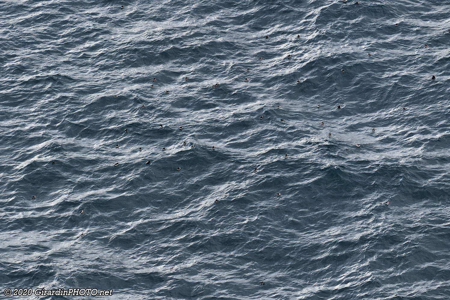 Les macareux se réunissent en mer