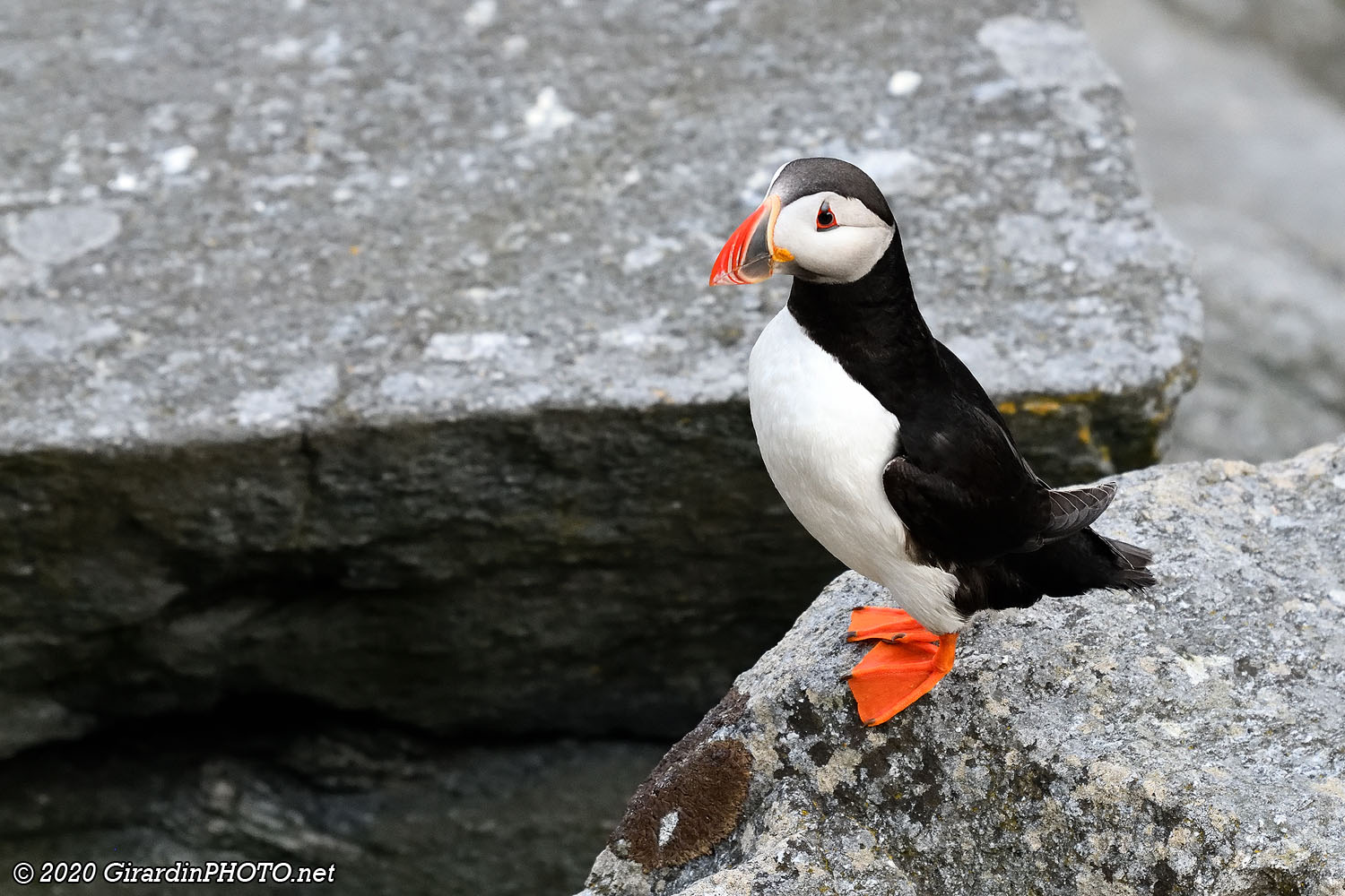 Macareux moines (Puffins)