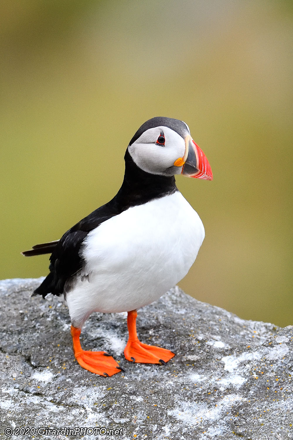 Macareux moines (Puffins)