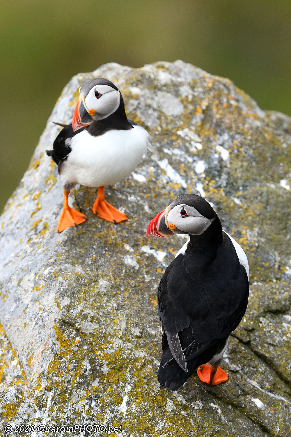 Macareux moines (Puffins)