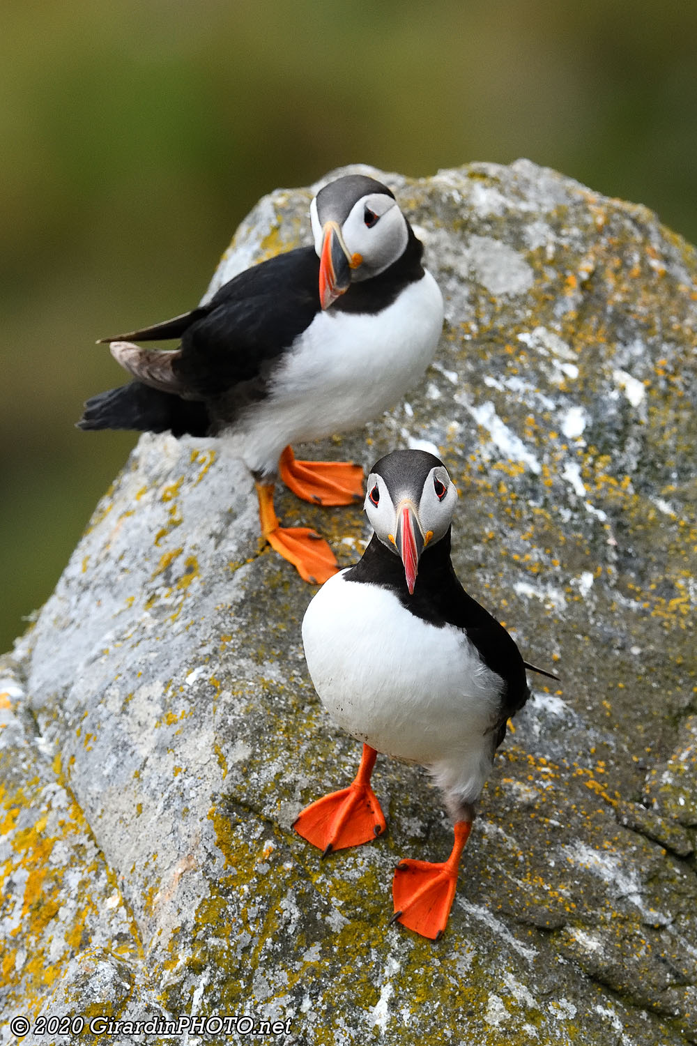 Macareux moines (Puffins)