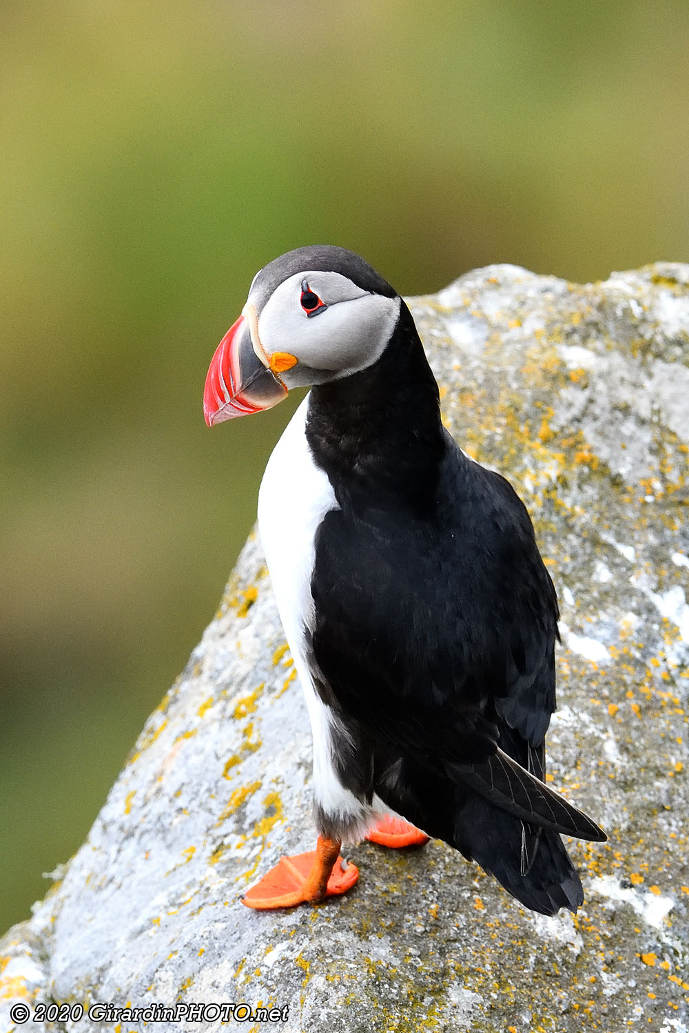 Macareux moines (Puffins)