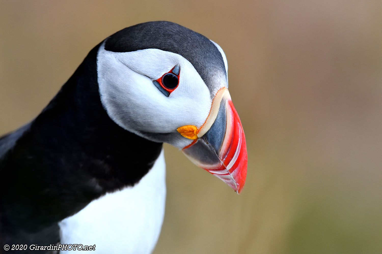 Macareux moines (Puffins)