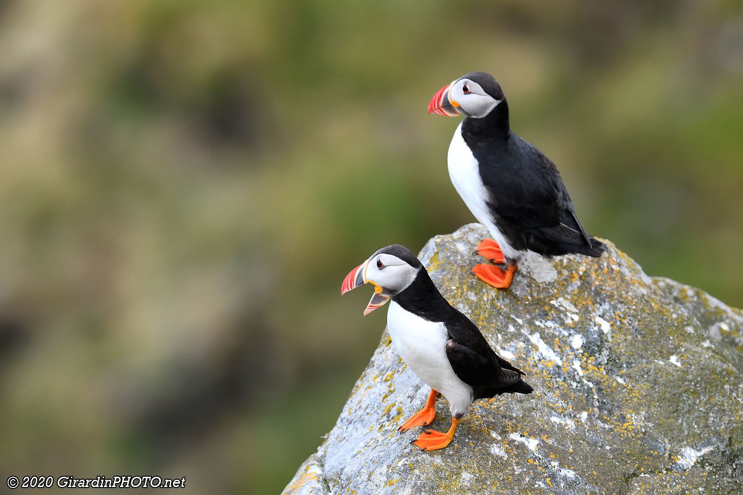 Macareux moines (Puffins)