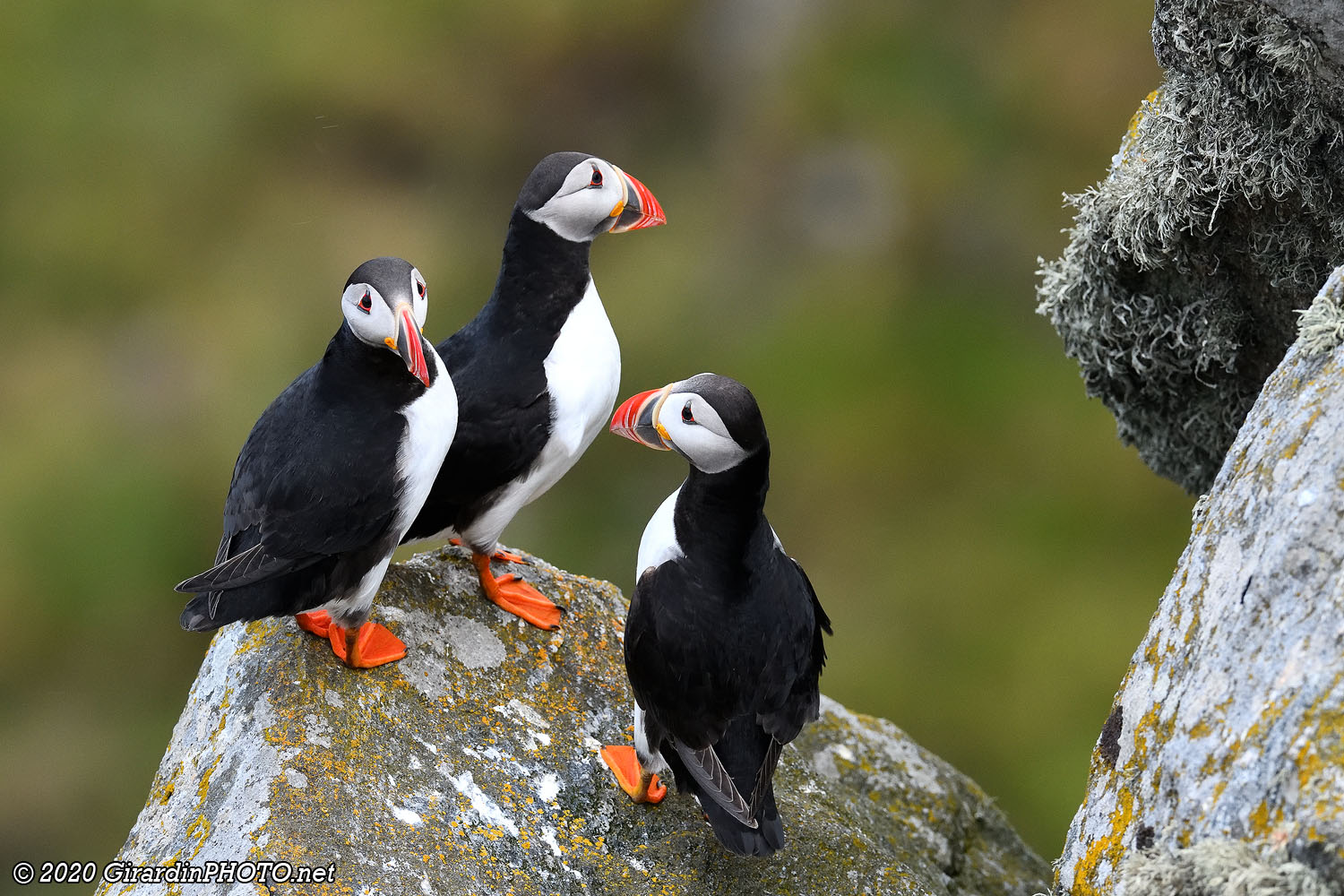 Macareux moines (Puffins)
