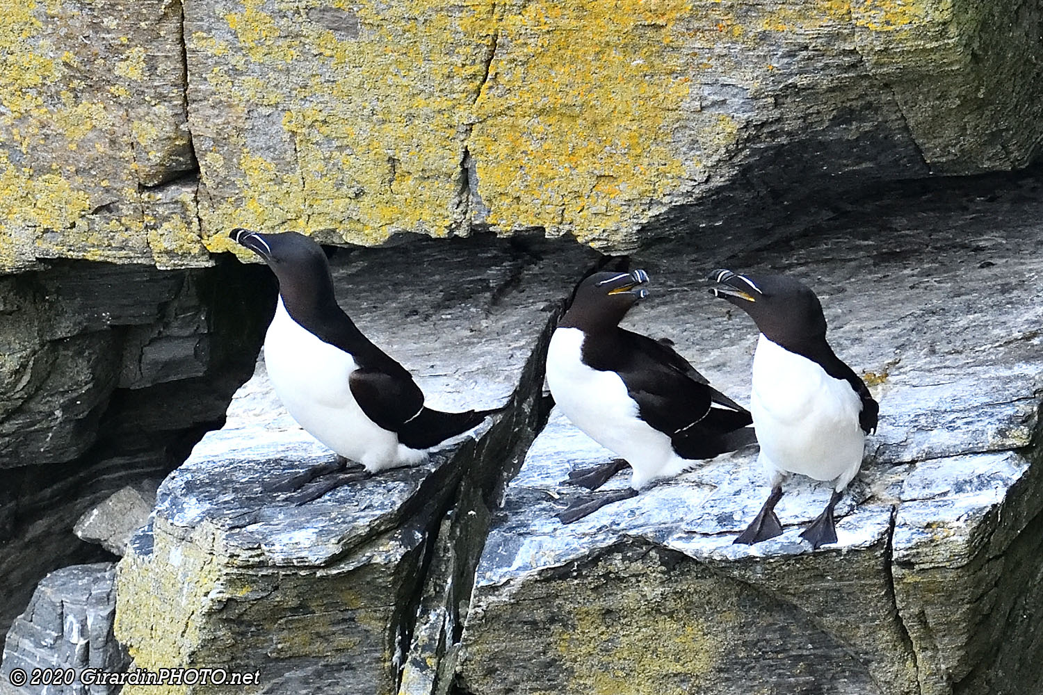 Petits pingouins (Razorbill)