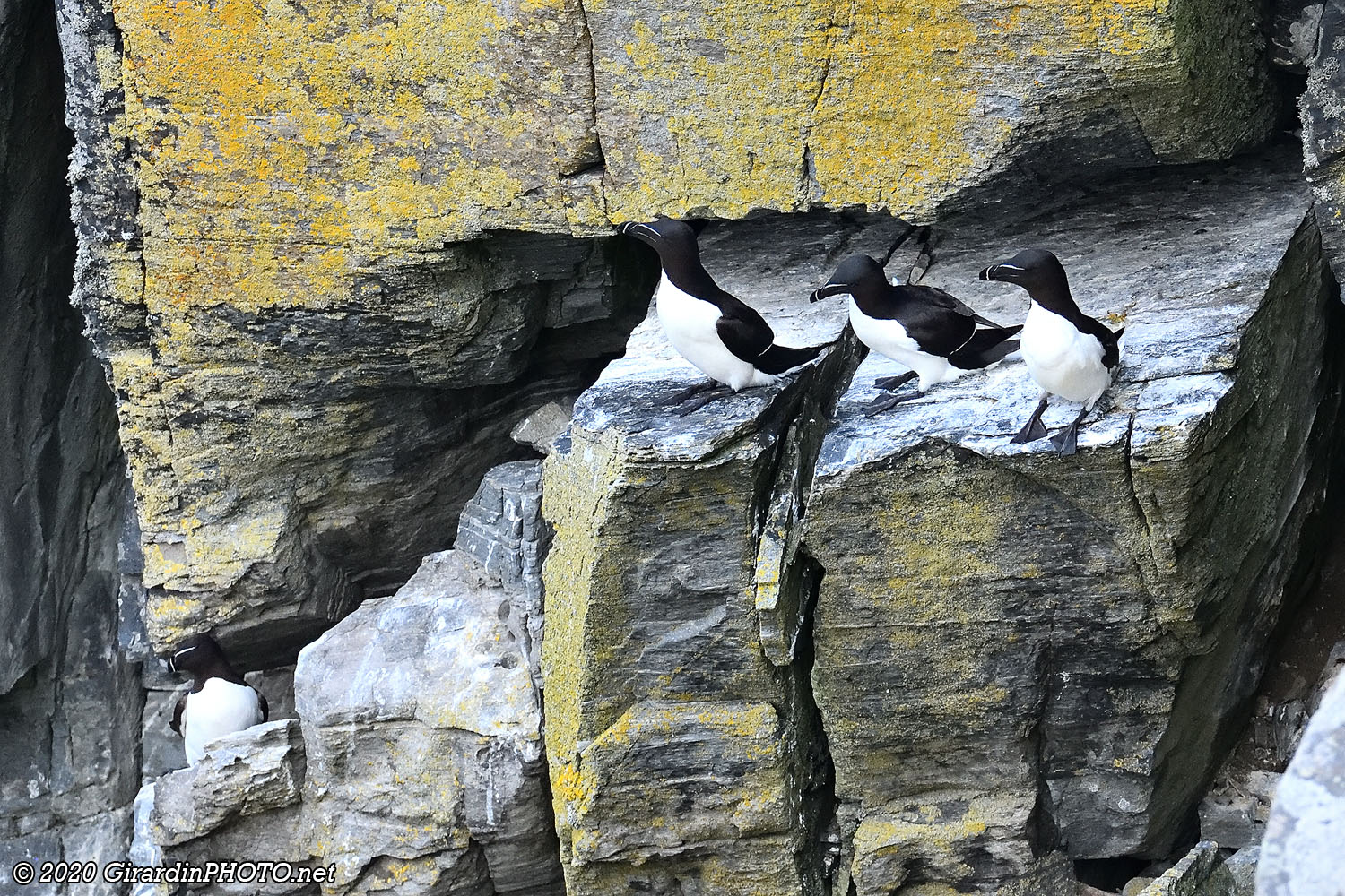 Petits pingouins (Razorbill)