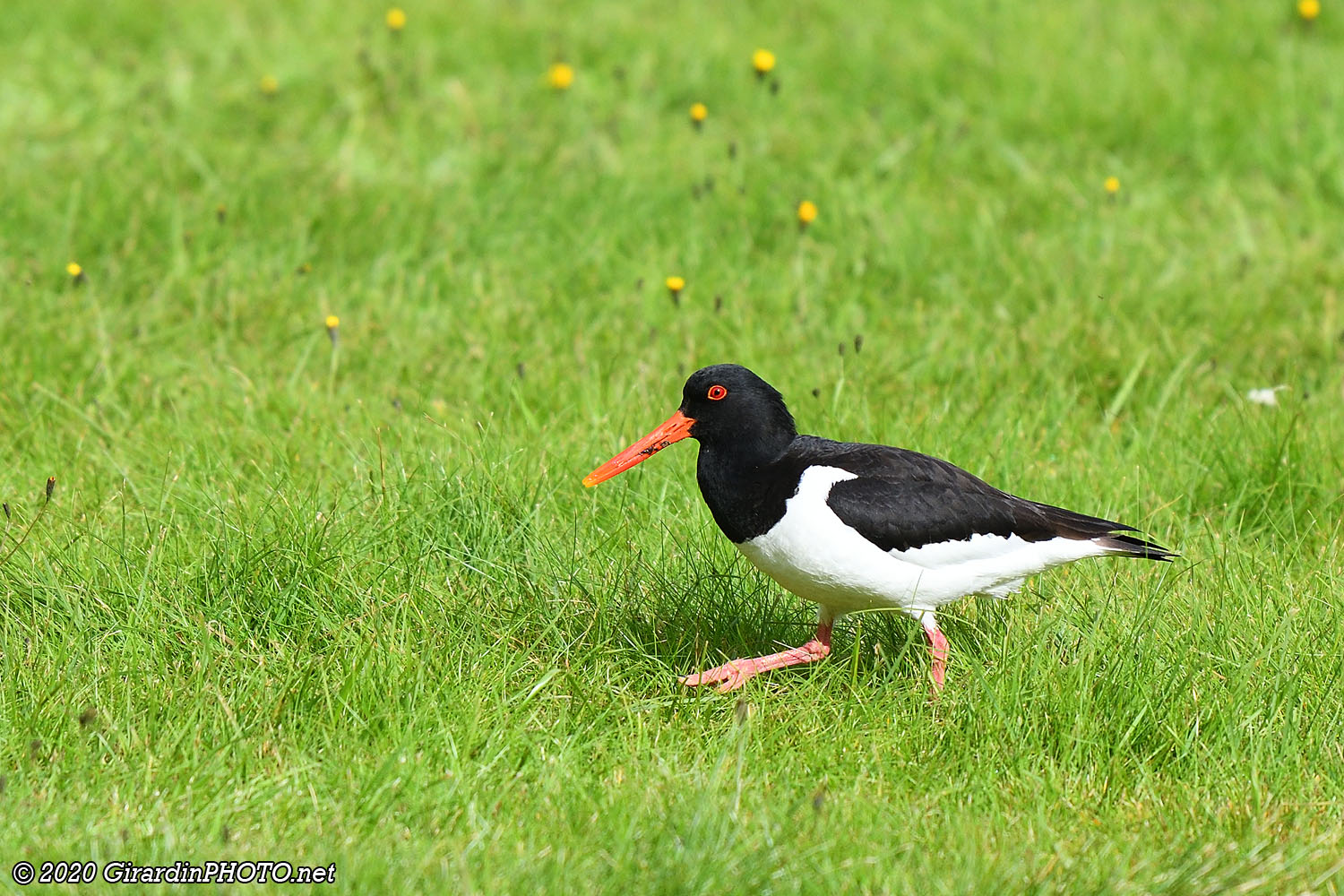 Huîtrier pie (Oyster catcher)