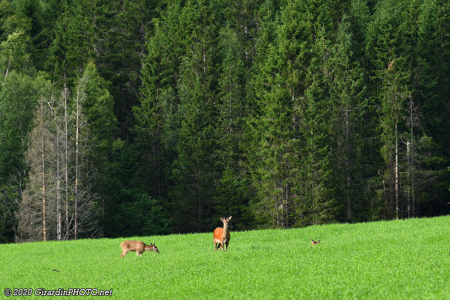 Cerfs rouges