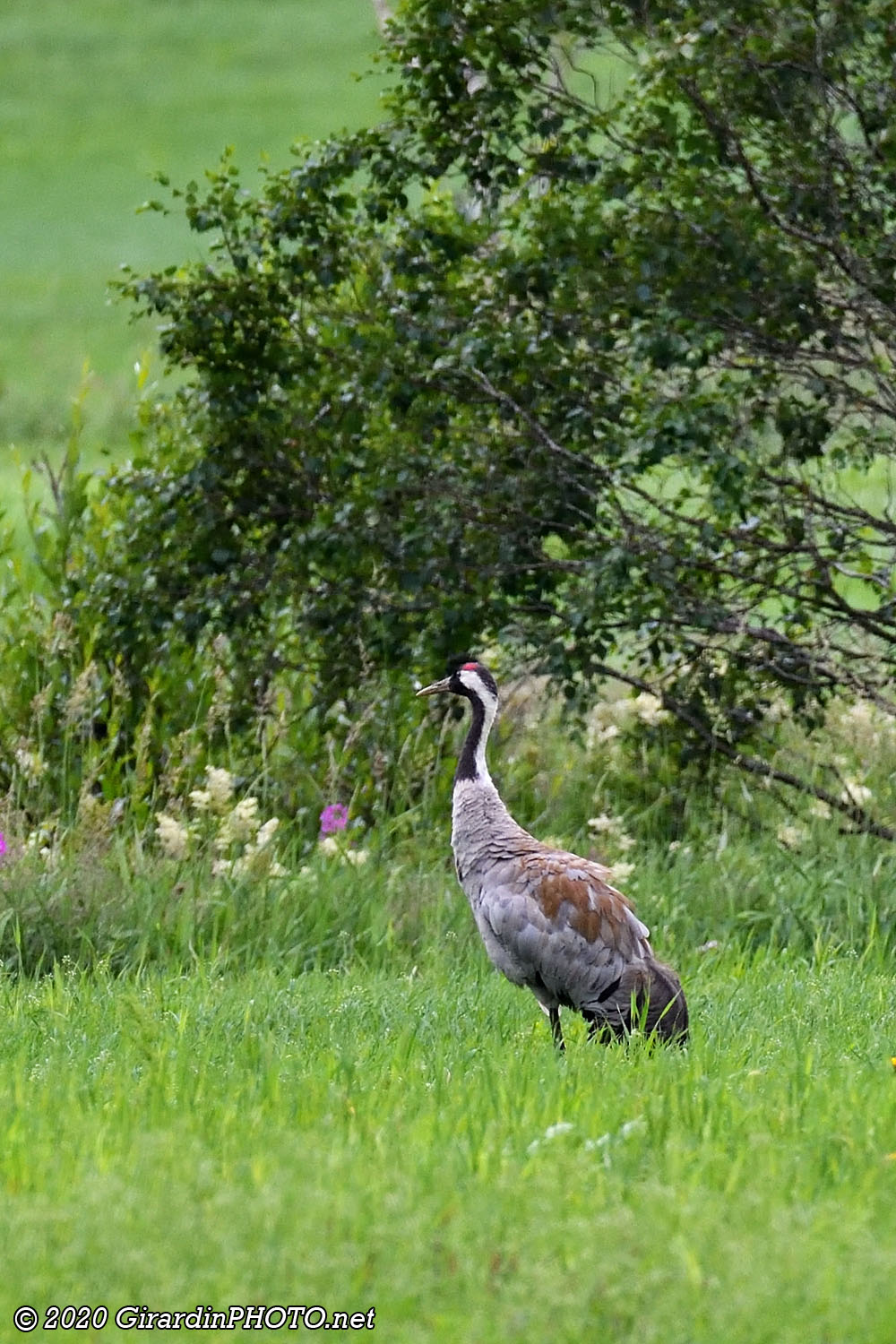 Grues cendrées