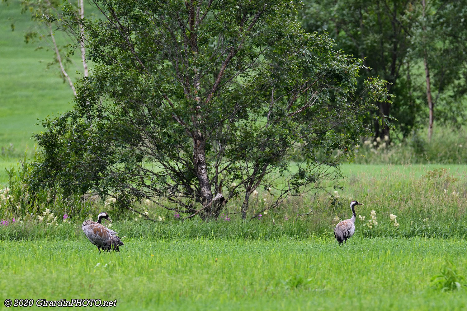 Grues cendrées