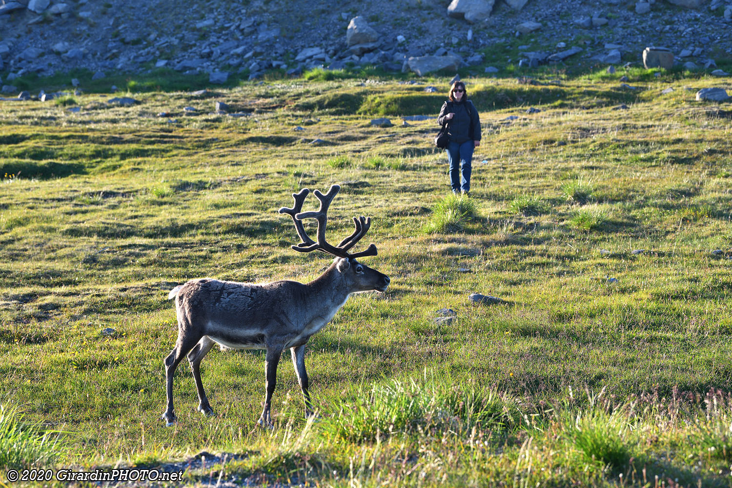 Renne et reine du Cap Nord