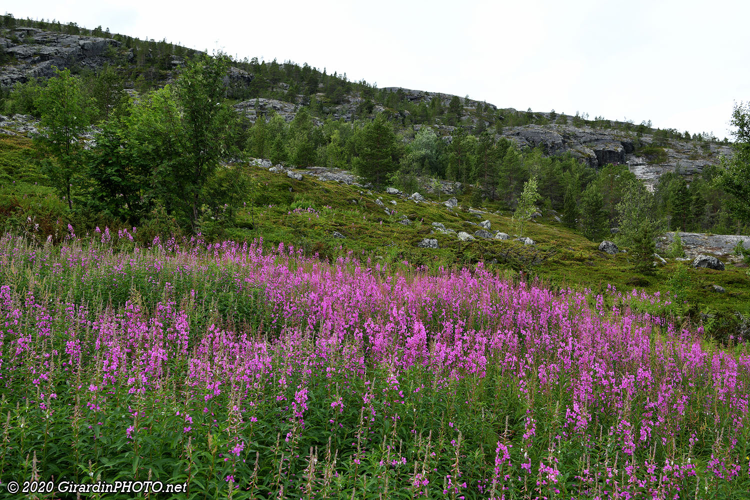 Nature fleurie (épilobes)