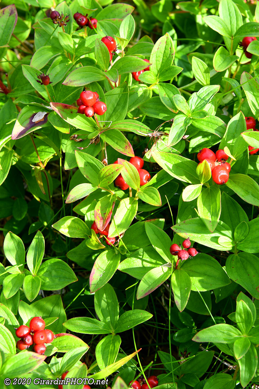 Flore environnante