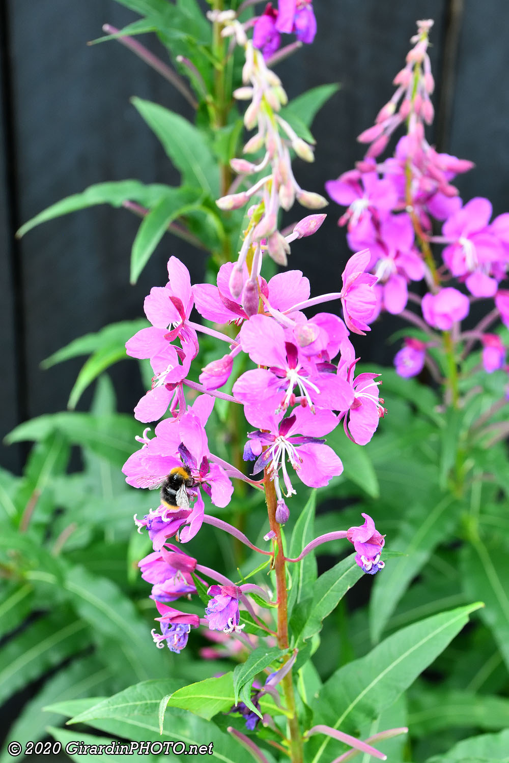 Flore environnante