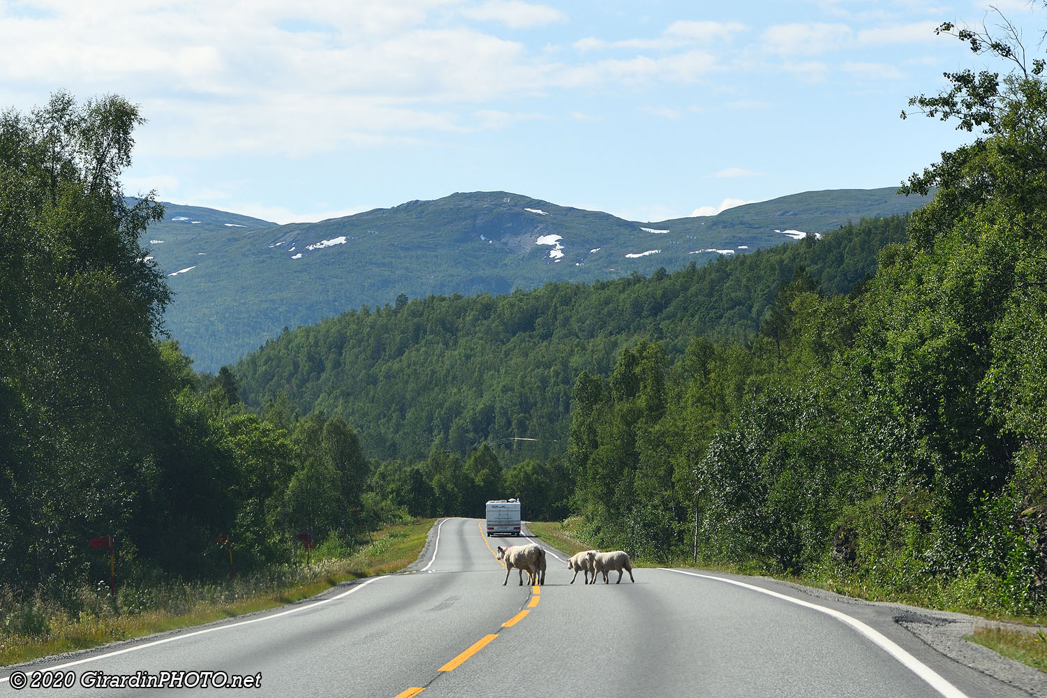 Attention, traversée de moutons
