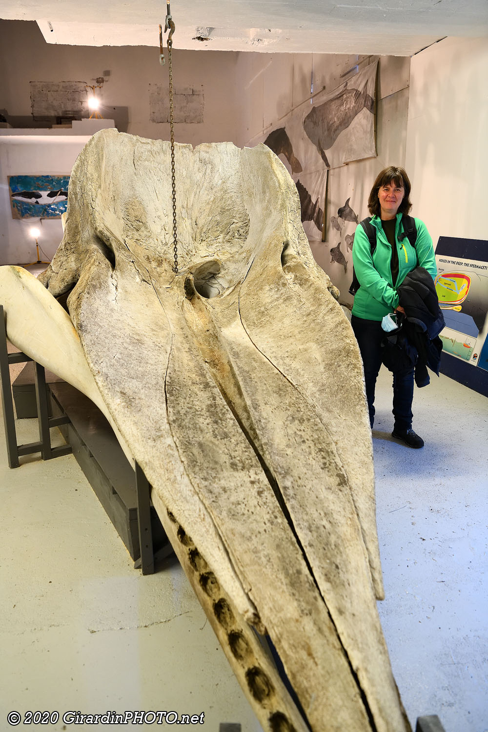 Musée de la baleine