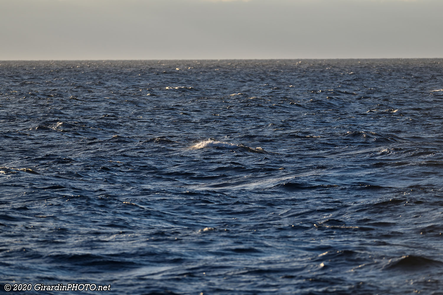 2020 : Baleines où êtes-vous ?