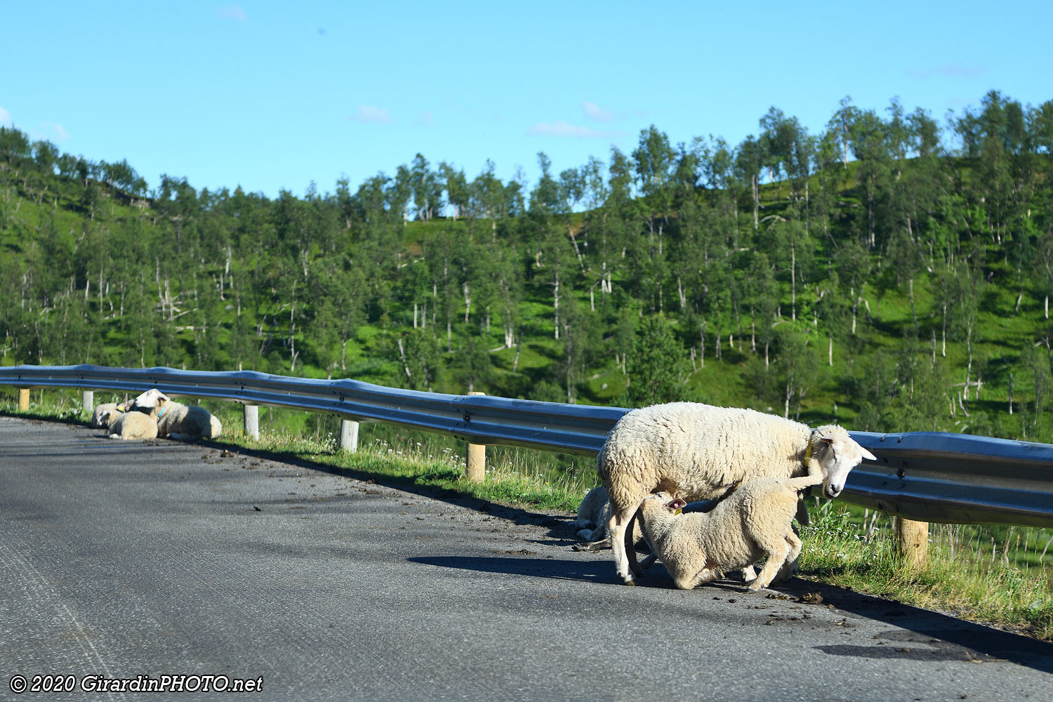 Attention aux moutons !