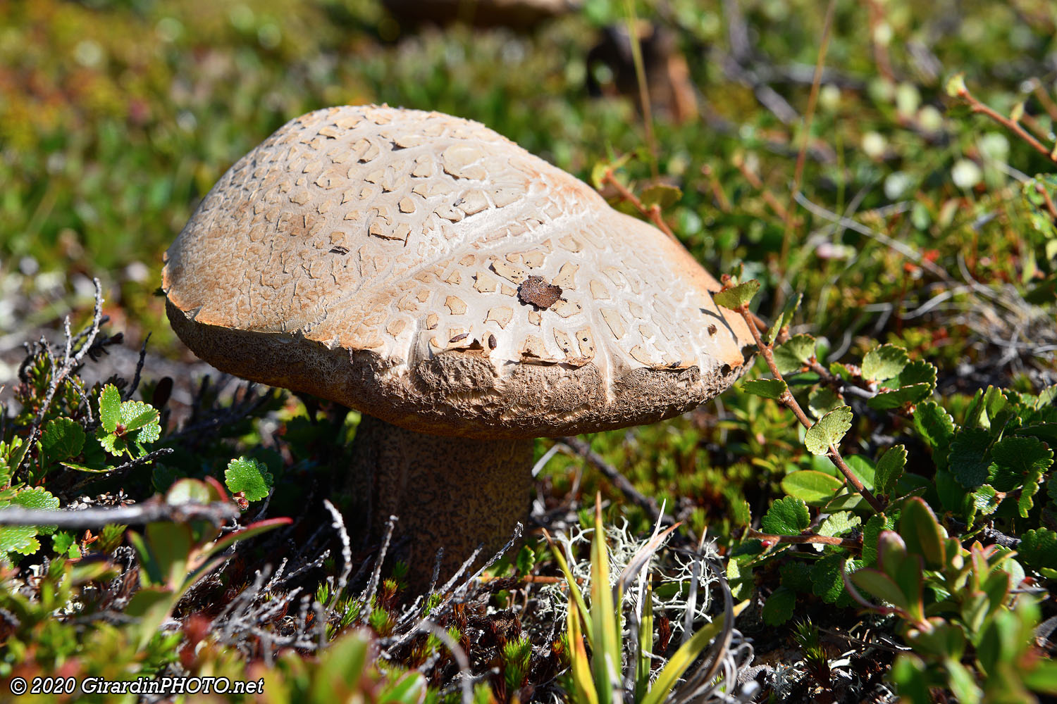 Champignon et lichen