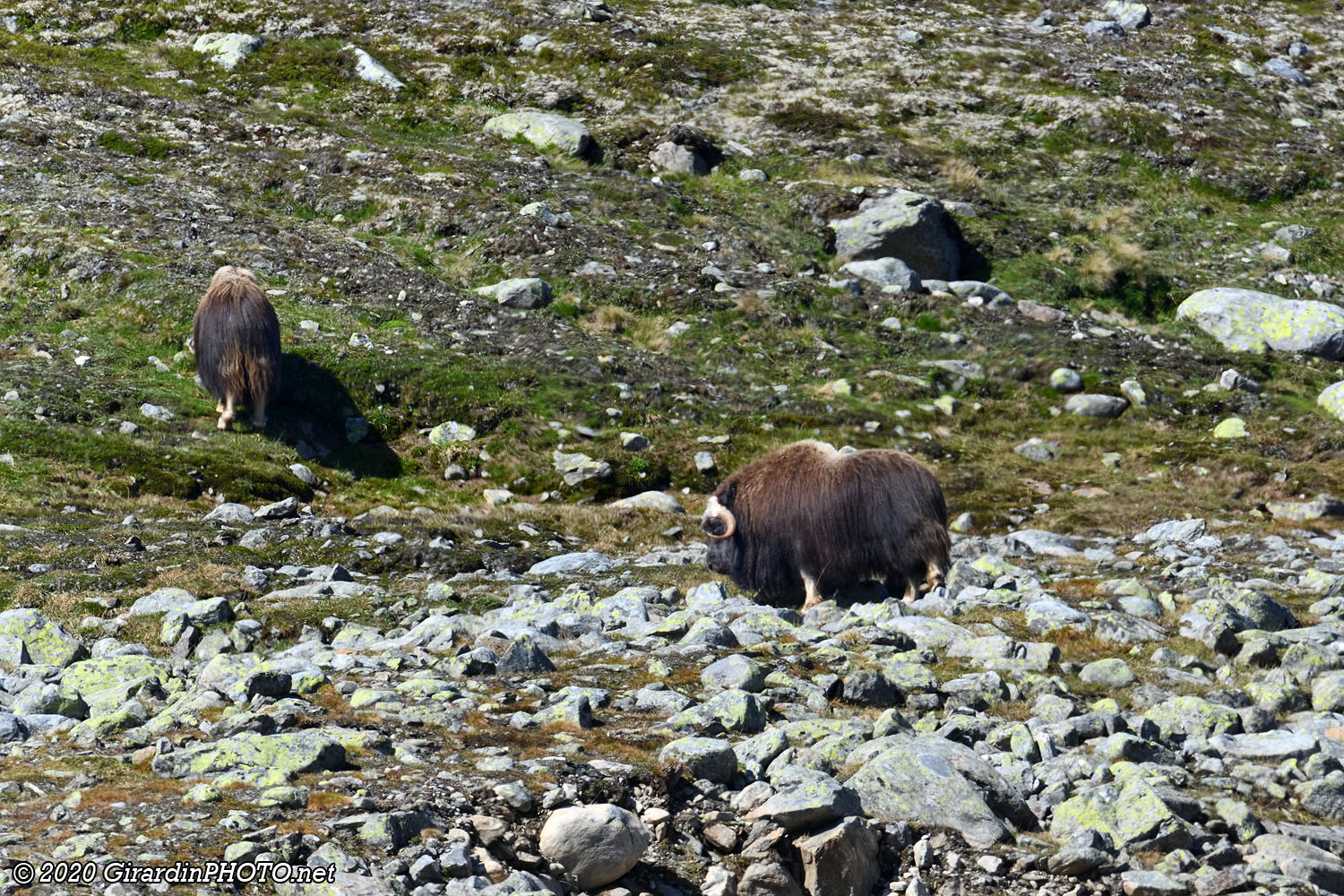 Boeufs musqués