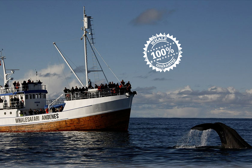 Whalesafari (images d'internet)